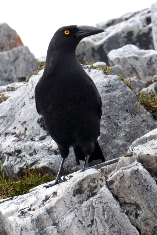 currawong